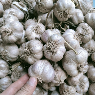 1kg tỏi ta, tỏi bắc nhà trồng, sạch - Đặc sản Kinh Môn Hải Dương - Hàng loại 1, chọn lựa từng củ