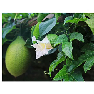 Hạt - Cây giống gấc nếp - Cây gấc giống cây hạt ảnh cây thực tế ảnh 2,3