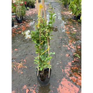 Cây Tường Vi trắng