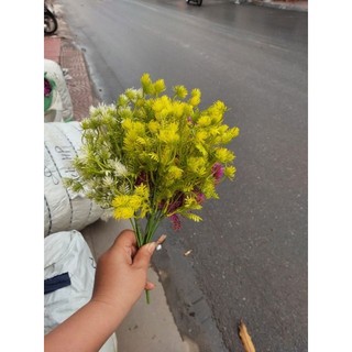 1 cành chồi non 5 nhánh.
