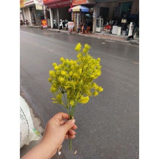 1 cành chồi non 5 nhánh.