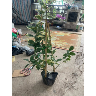 Hạt - Cây Chanh Cẩm Thạch Giống Cao (50-80 cm)