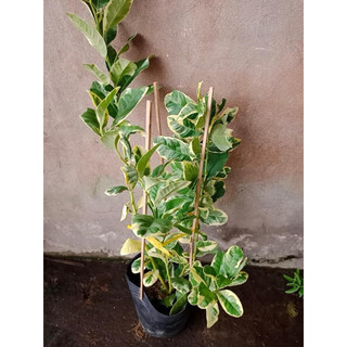 Hạt - Cây Chanh Cẩm Thạch Giống Cao (50-80 cm)