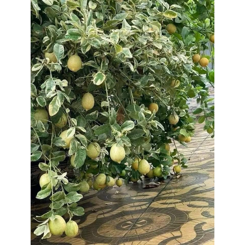 Hạt - Cây Chanh Cẩm Thạch Giống Cao (50-80 cm)