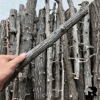 Lũa Thạch Sùng thẳng làm layout rừng cho bể cá/terrarium/vivarium/paludarium