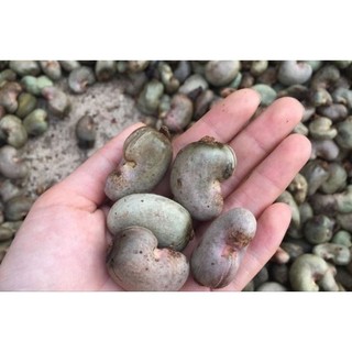 4 hạt giống điều đỏ Bình Phước