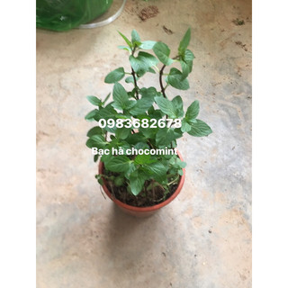 Cỏ xạ hương (thyme) hoặc bạc hà sô-cô-la