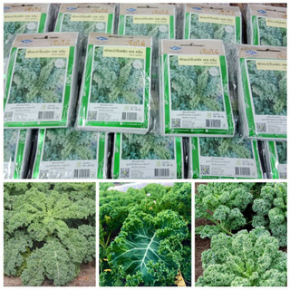 Nguyên gói 1900 hạt giống kale queen thái lan_ nảy 99%