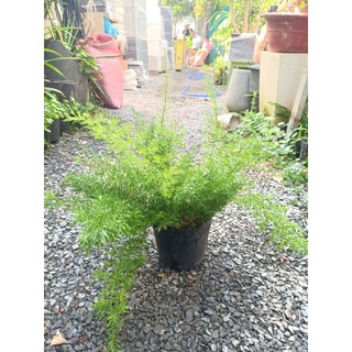 Cây tùng đuôi chồn 20-30cm (chỉ giao hỏa tốc HCM)