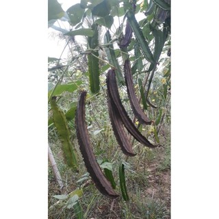 hạt đậu rồng già.