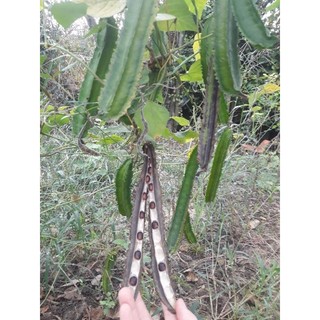 hạt đậu rồng già.