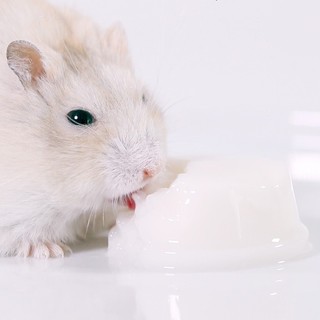 pudding sữa dê cho hamster , sóc, nhím, thỏ, bọ - T3 PETS SHOP