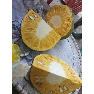Cây giống mít dai ta ( chuẩn giống )