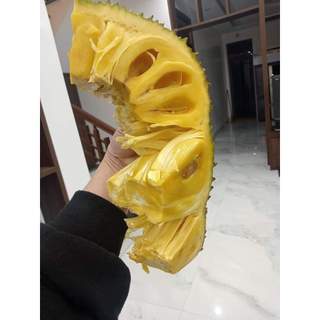 Cây giống mít dai ta ( chuẩn giống )