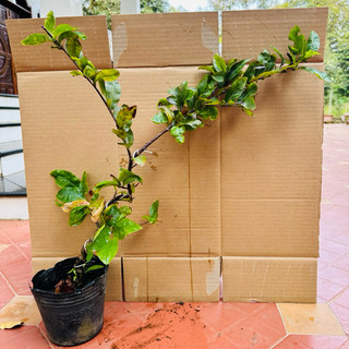 Cây mai cúc bi tiên sinh - bonsai gốc đẹp, từ 20-40 cánh