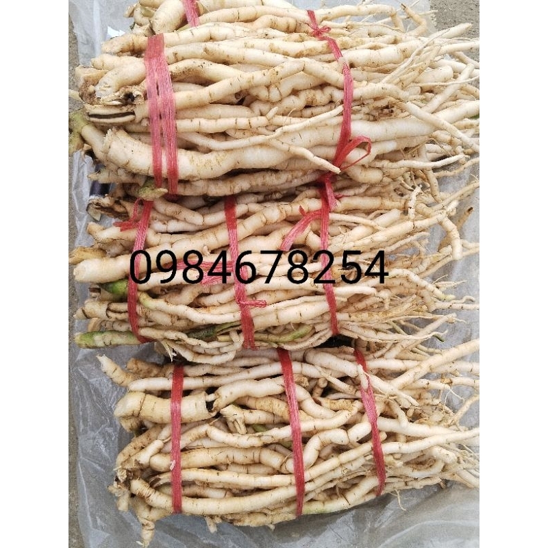 1kg sâm xuyên đá  tây bắc