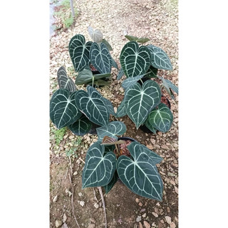 Chậu cứng Anthurium clarinervium - Môn tim