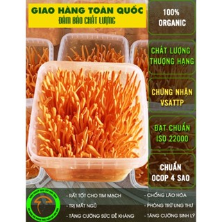 Đông trùng hạ thảo tươi 200g mua 3 tặng 1, hàng dược chất cao, nuôi trồng 70 ngày