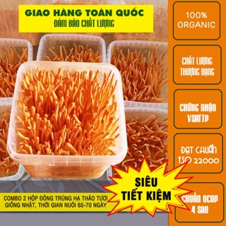 Combo 2 hộp nấm đông trùng hạ thảo tươi dược chất cao, nuôi trồng 70 ngày