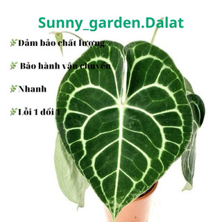 Chậu cứng Anthurium clarinervium - Môn tim