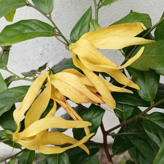Cây hoa Dẻ thơm , mùi hương cổ điển