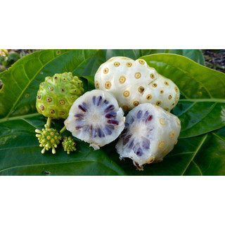 100 Hạt giống trái nhàu