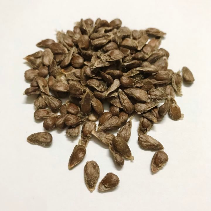 100 Hạt giống trái nhàu