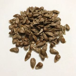 100 Hạt giống trái nhàu