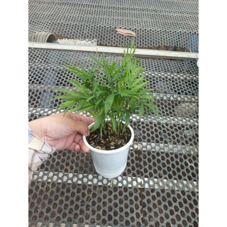 Cau tiểu trâm mini để bàn
