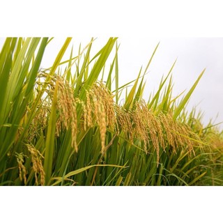 Phân bón hữu cơ G05 - lúa hoa màu
