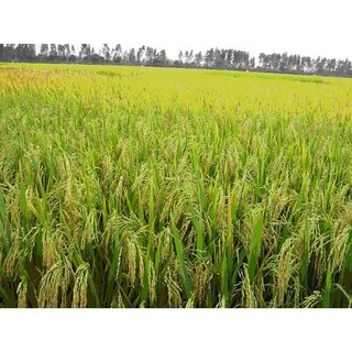 Phân bón hữu cơ G05 - lúa hoa màu