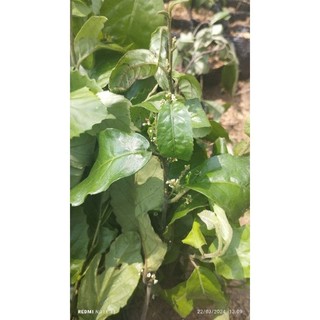 5  gốc giống cây đơn nem( đơn lộc ớt, rau chua chát)