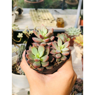 SEN ĐÁ GIỐNG MỚI ( Echeveria Manaudes)