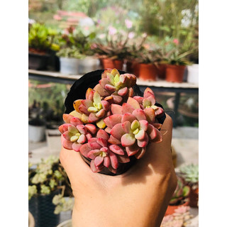 SEN ĐÁ GIỐNG MỚI ( Echeveria Manaudes)