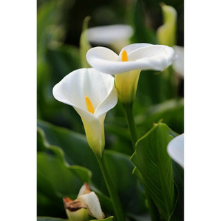 Cây Hoa Rum - Calla Lily Nhiệt Đới Dễ Trồng Jun Garden