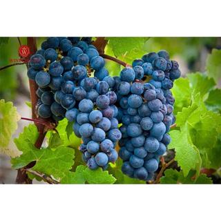 TAVERNELLO MONTEPULCIANO D’ABRUZZO 2023 (VANG ĐỎ Ý)
