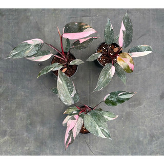 Philodendron pink Princess