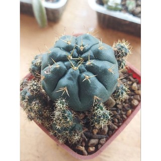 Xương rồng Damsi