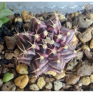 Xương rồng Gymno