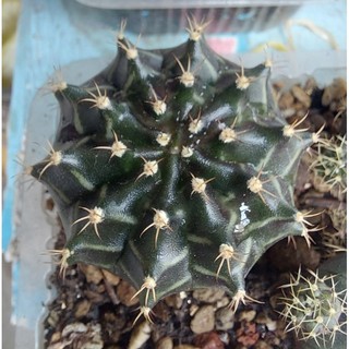 Xương rồng Gymno