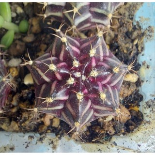 Xương rồng Gymno