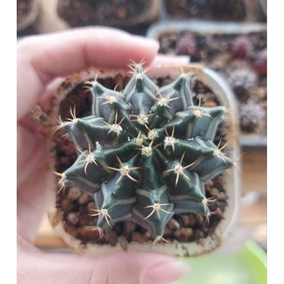 Xương rồng Gymno