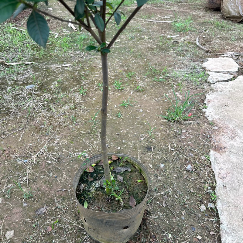 Cây bạch thiên hương 1 thân Cao 60cm hoa thơm dễ chịu trang trí sân vườn
