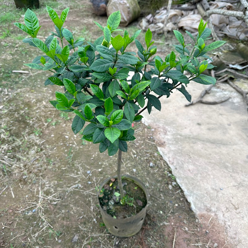 Cây bạch thiên hương 1 thân Cao 60cm hoa thơm dễ chịu trang trí sân vườn