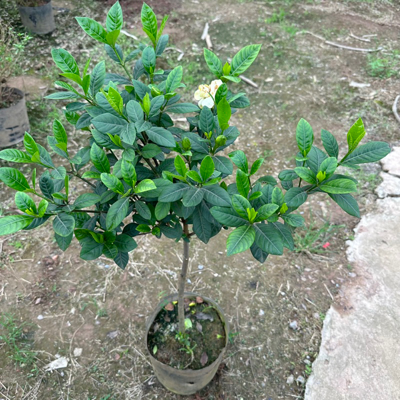 Cây bạch thiên hương 1 thân Cao 60cm hoa thơm dễ chịu trang trí sân vườn