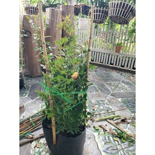 Hồng Đổi Màu (Hồng Ba màu) bụi và leo