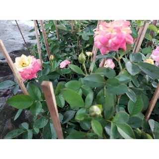 Hồng Đổi Màu (Hồng Ba màu) bụi và leo