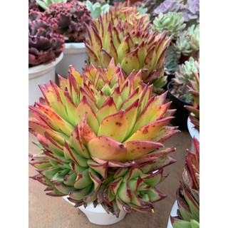 Sen đá đế size to hơn 20 cm