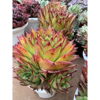 Sen đá đế size to hơn 20 cm
