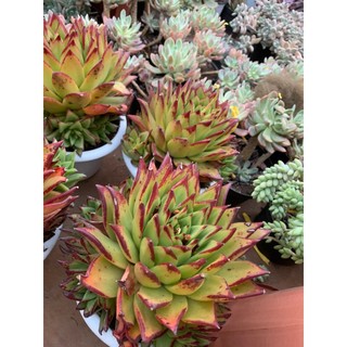 Sen đá đế size to hơn 20 cm